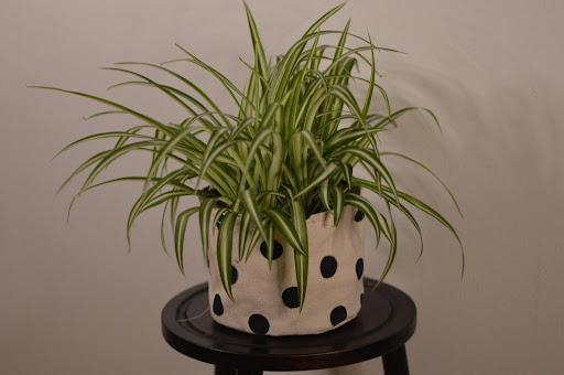 spider plant pot